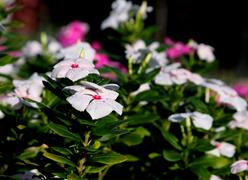 Garden Flowers