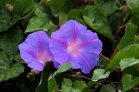 Morning Glories