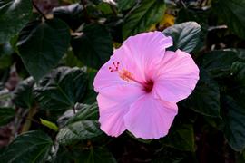 Pink Hibiscus