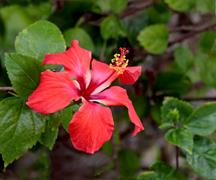 Red Hibiscus