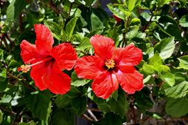 Red Hibiscus 2