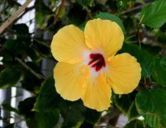 Yellow Hibiscus