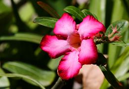 Red Flower