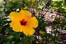 Yellow Hibiscus 2