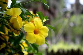 Yellow Tropical Flower