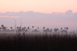 Everglades Sunrise