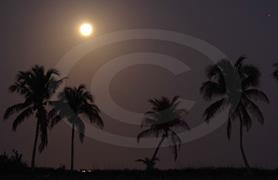 Tropical Moon