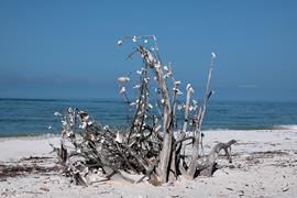 Decorated Driftwood