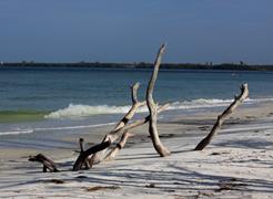 Driftwood Beach 1