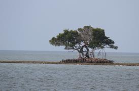 Bay View (Everglades City)