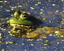 Bull Frog