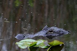 Florida Gator