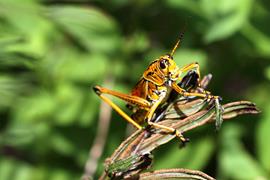 Everglades Grasshopper