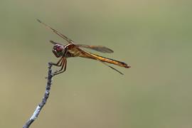 Dragonfly 2