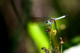 Dragonfly 3