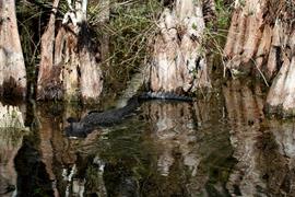 Gator in Cypress