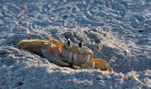 Ghost Crab