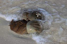 Horseshoe Crabs