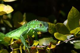 Iguana 1