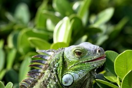 Iguana 2