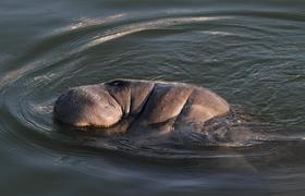 Manatee (Captiva)