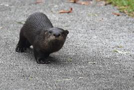 Otter in Everglades