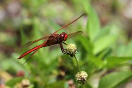 Red Dragonfly