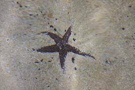 Starfish - Dry Tortugas
